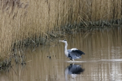 Grey Heron Landing