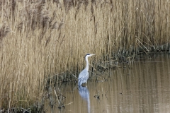 Grey Heron