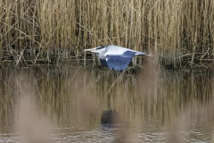 Grey Heron in Flight over water