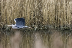 Grey Heron in Flight over water