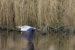 Grey Heron in Flight over water