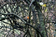 Robin in Tree