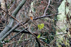 Robin in Tree