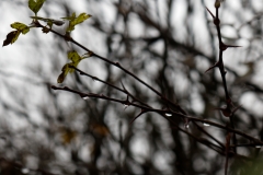 Dew on Hedge