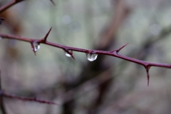 Dew on Hedge