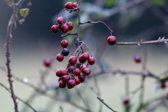 Berries