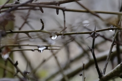 Dew on Bush