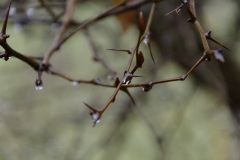 Dew on Bush