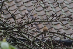 Chaffinch