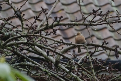 Chaffinch