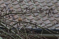 Chaffinch