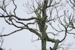 Green Woodpecker