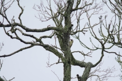 Green Woodpecker