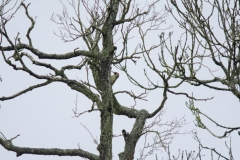 Green Woodpecker