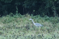 Heron