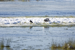 Lapwing & Gull