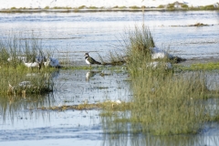 Lapwing