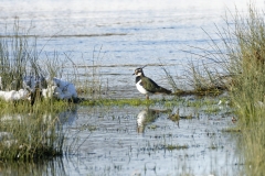 Lapwing Closeup