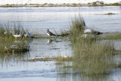 Lapwing