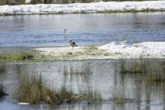 Lapwing