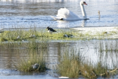 Lapwing with Swan in Background