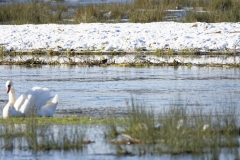 Swan in foreground Snipes behind