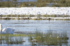 Swan in foreground Snipes behind