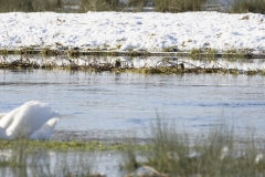 Swan in foreground Snipes behind