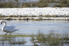 Swan in foreground Snipes behind