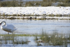 Swan in foreground Snipes behind