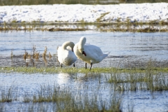 Two Swans