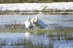 Two Swans