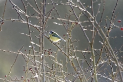 Blue Tit