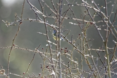 Blue Tit