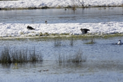 Lapwings