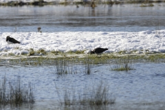 Lapwings