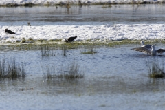 Lapwings