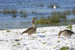 Greylag Goose