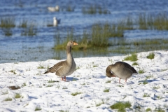 Greylag Goose