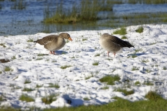 Greylag Goose