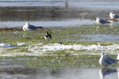 Lapwing & Gulls