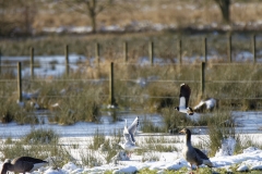 Greylag Geese, Lapwing & Gull Flying