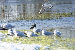 Lapwing & Gulls & Gull Flying