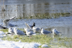 Lapwing & Gulls