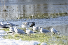 Lapwing & Gulls