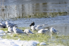 Lapwing & Gulls