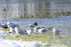 Lapwing & Gulls