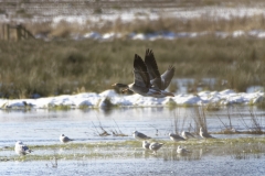 Greylag Geese in Flight