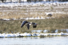 Greylag Geese in Flight