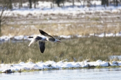 Greylag Geese in Flight